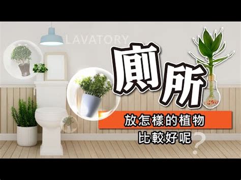 放廁所的植物|【廁所放什麼植物好】廁所放什麼植物好？6款黃金葛、蘆薈淨化。